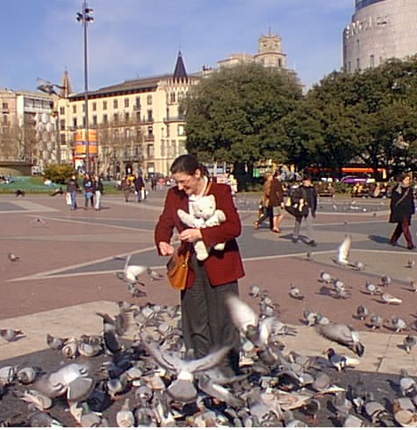 Feeding the Pigeons